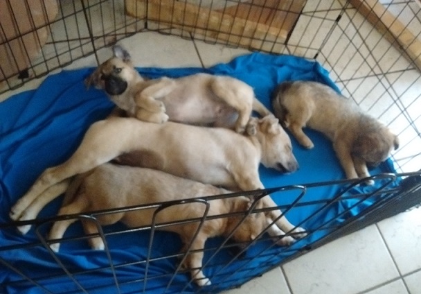 Pups June 24 2022